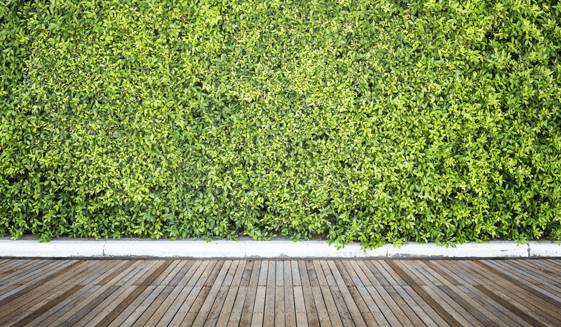 Modern terrace with green wall